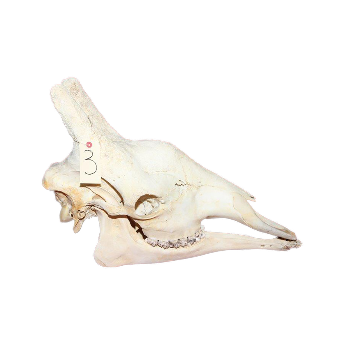 GIRAFFE SKULL GSX3