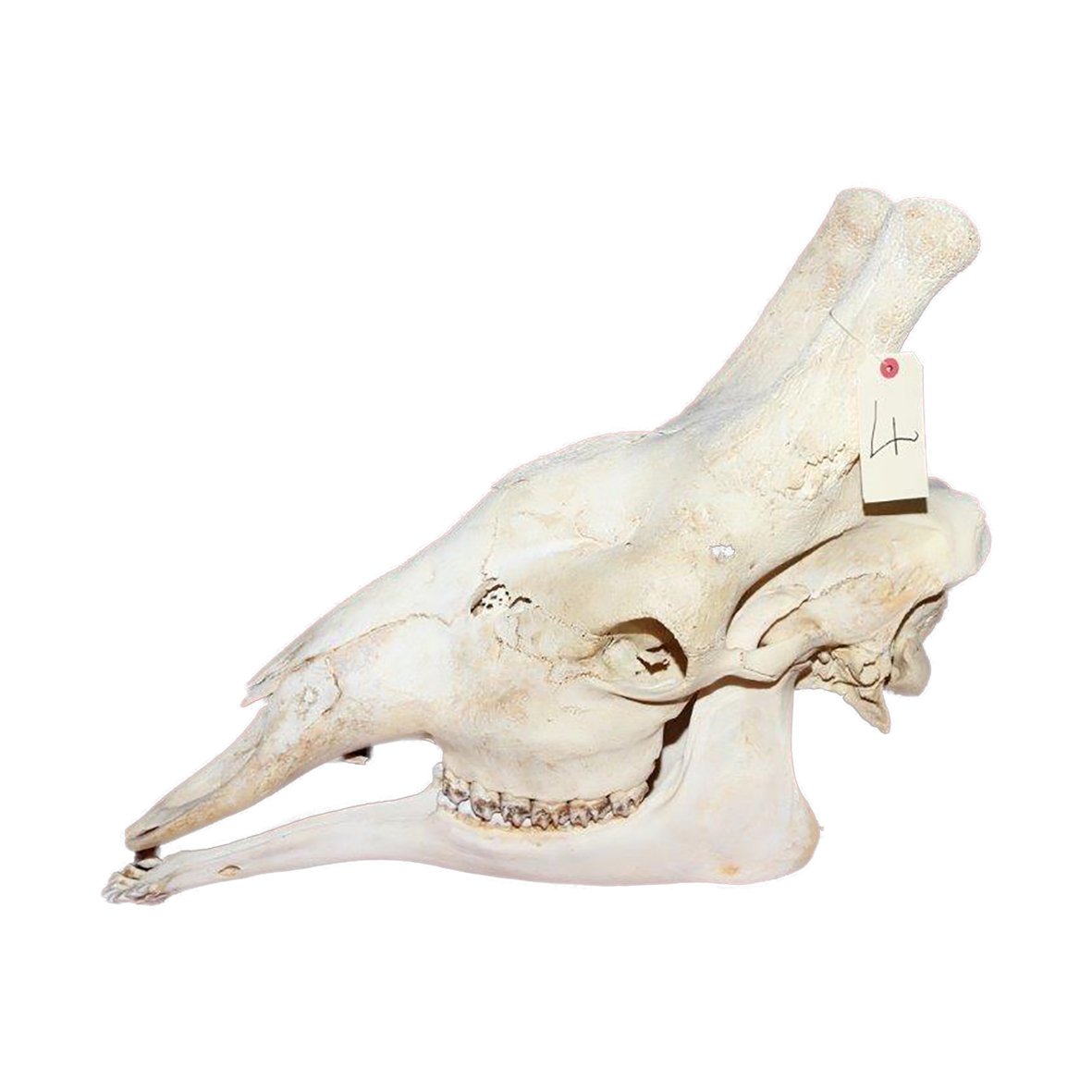 GIRAFFE SKULL GSX4 - Image 2