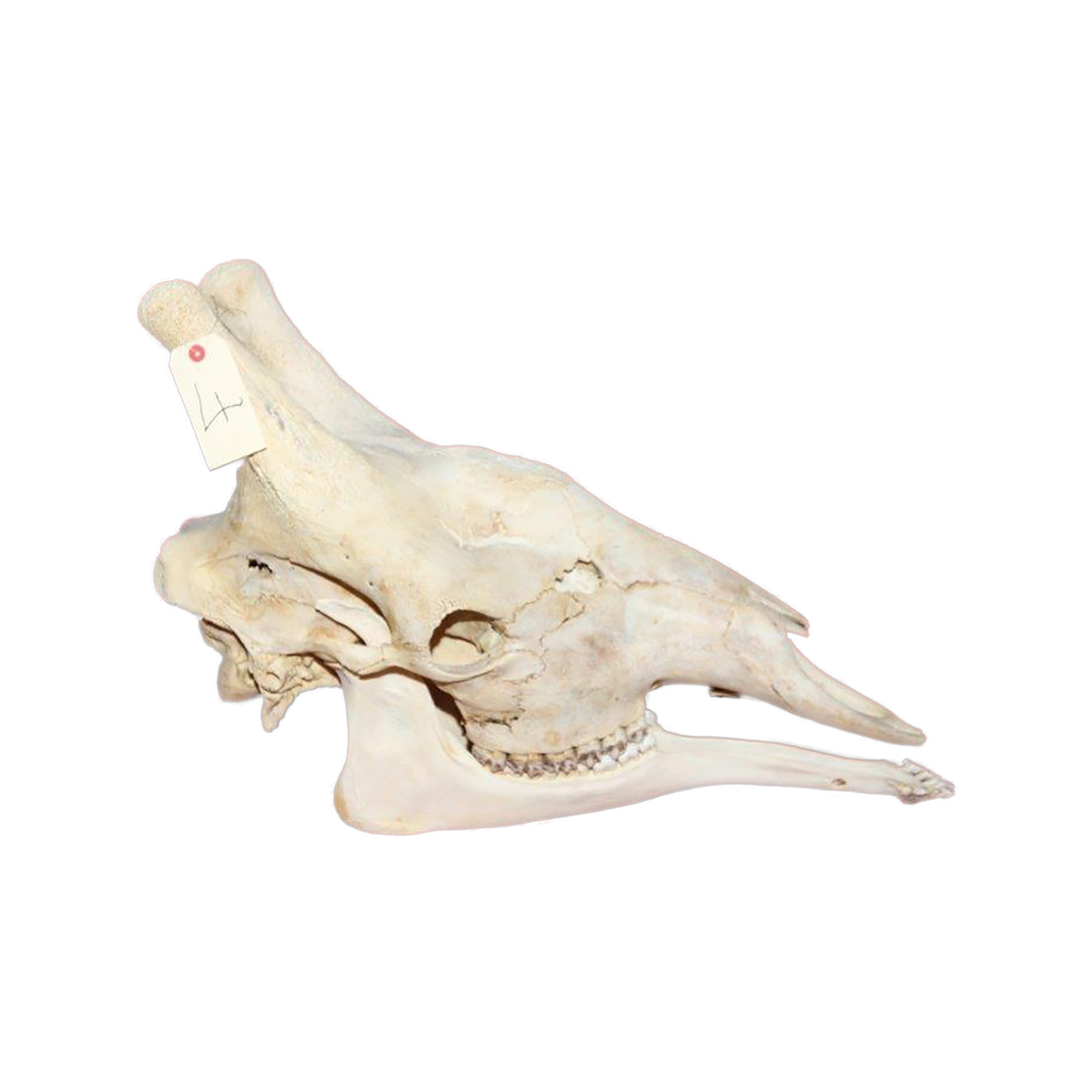 GIRAFFE SKULL GSX4 - Image 3