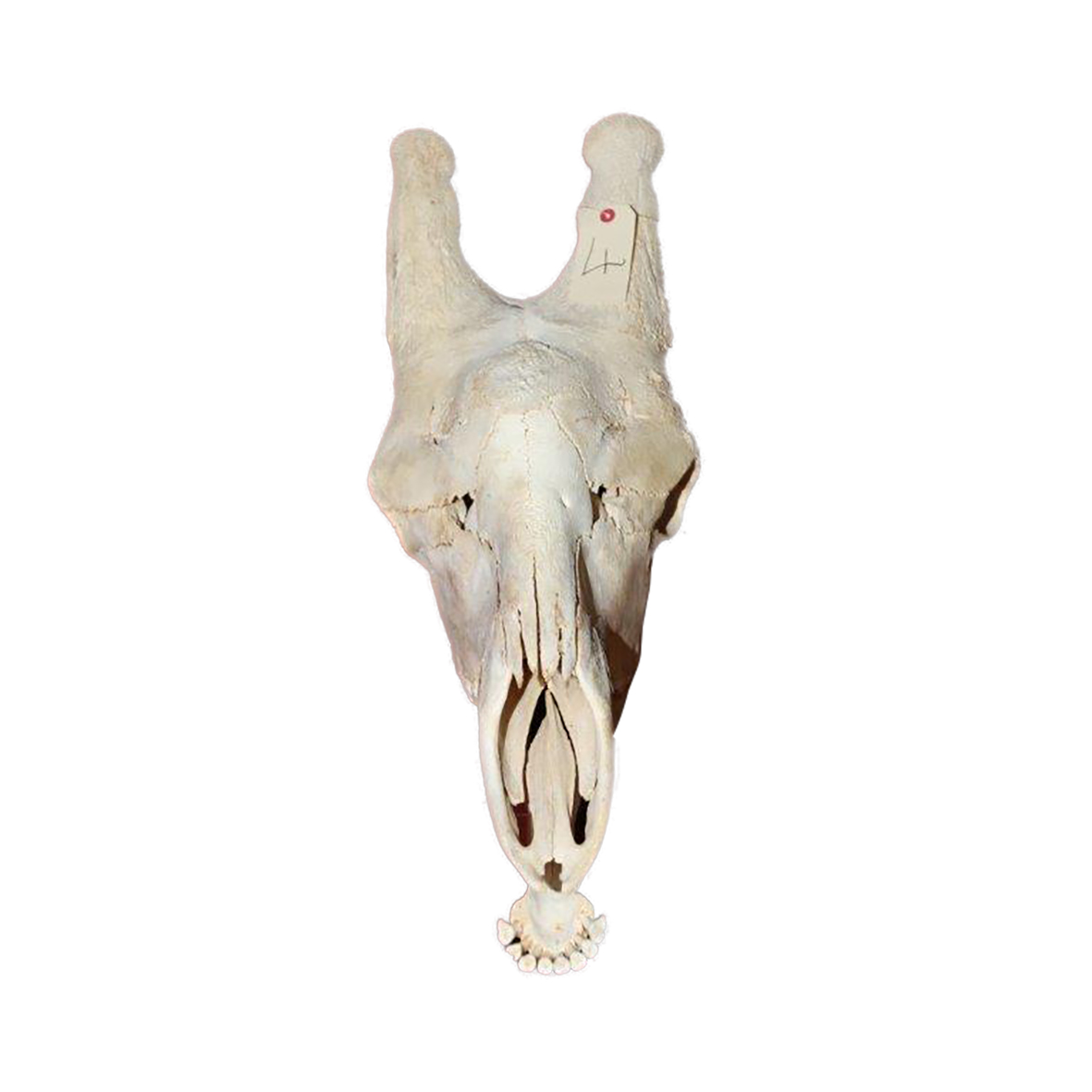 GIRAFFE SKULL GSX4 - Image 4