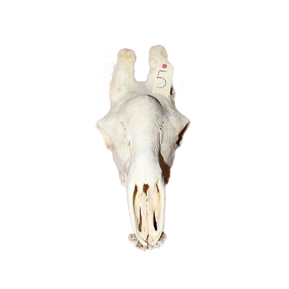 GIRAFFE SKULL GSX5 - Image 2