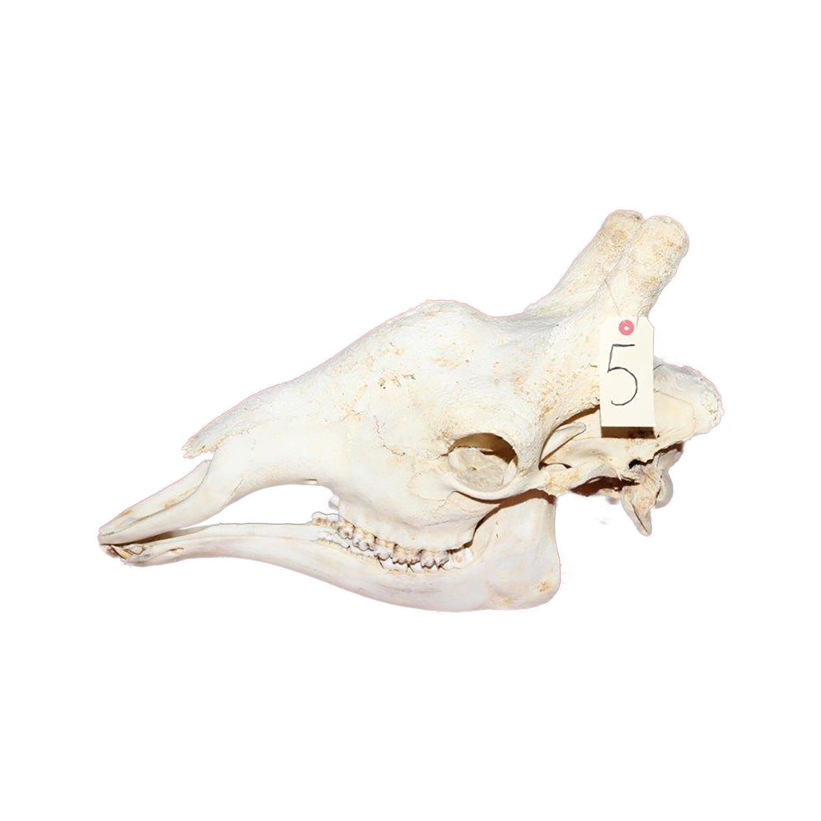 GIRAFFE SKULL GSX5 - Image 3