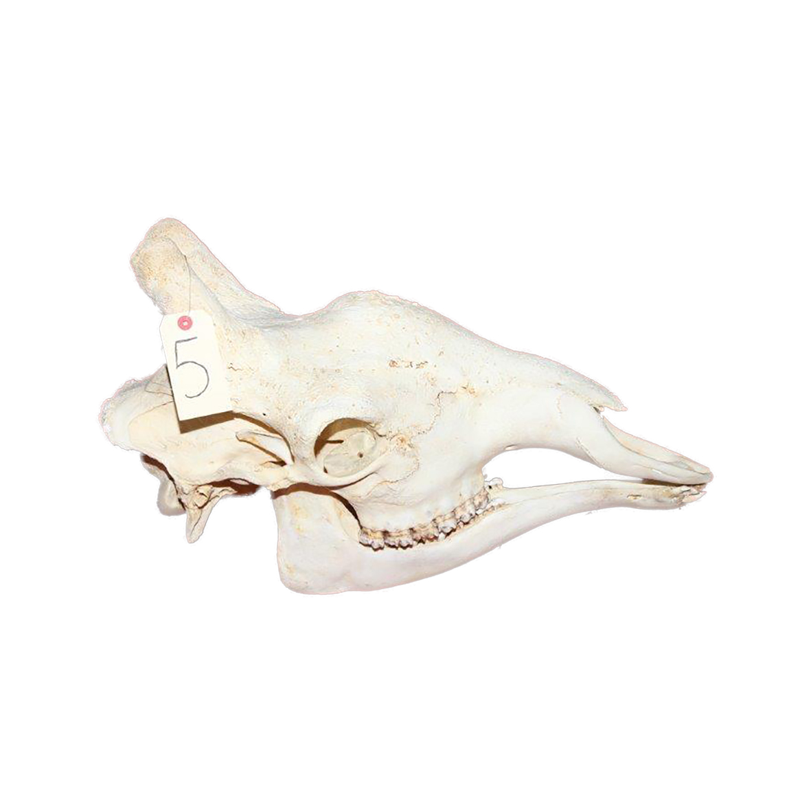 GIRAFFE SKULL GSX5