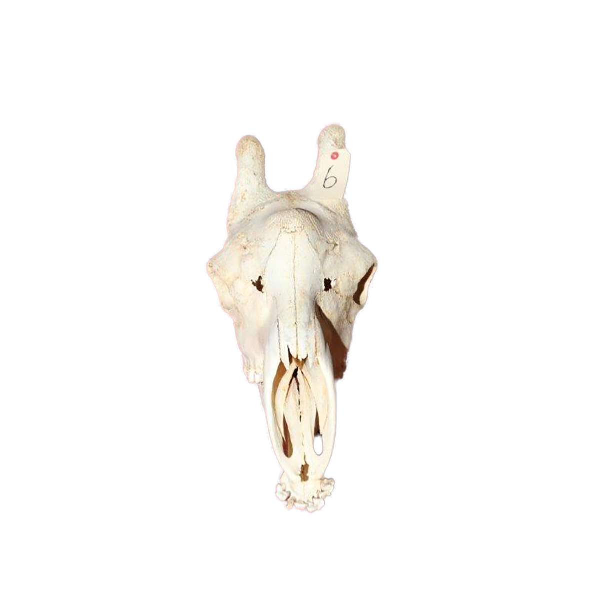 GIRAFFE SKULL GSX6 - Image 2