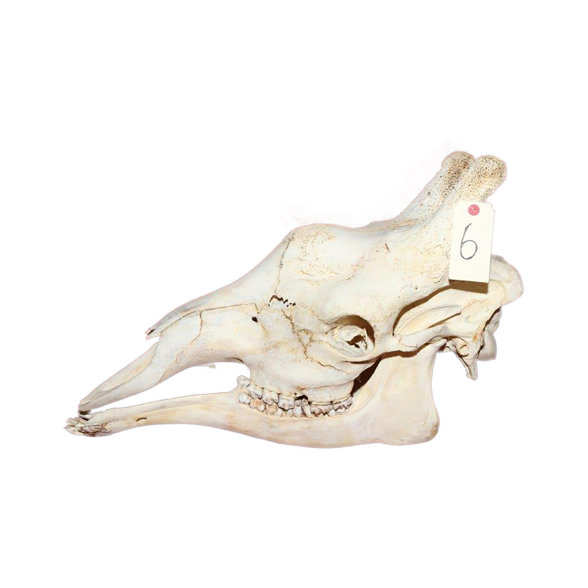 GIRAFFE SKULL GSX6 - Image 3