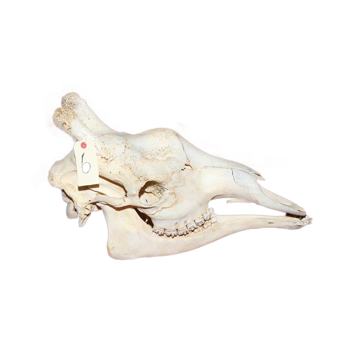 GIRAFFE SKULL GSX6 - Image 4