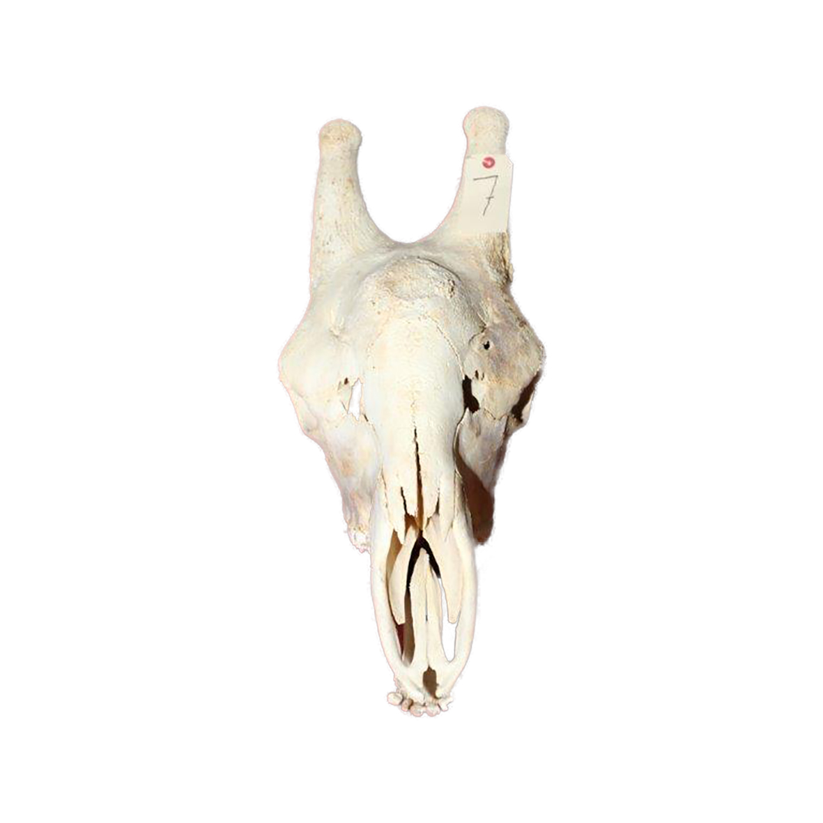 GIRAFFE SKULL GSX7 - Image 2
