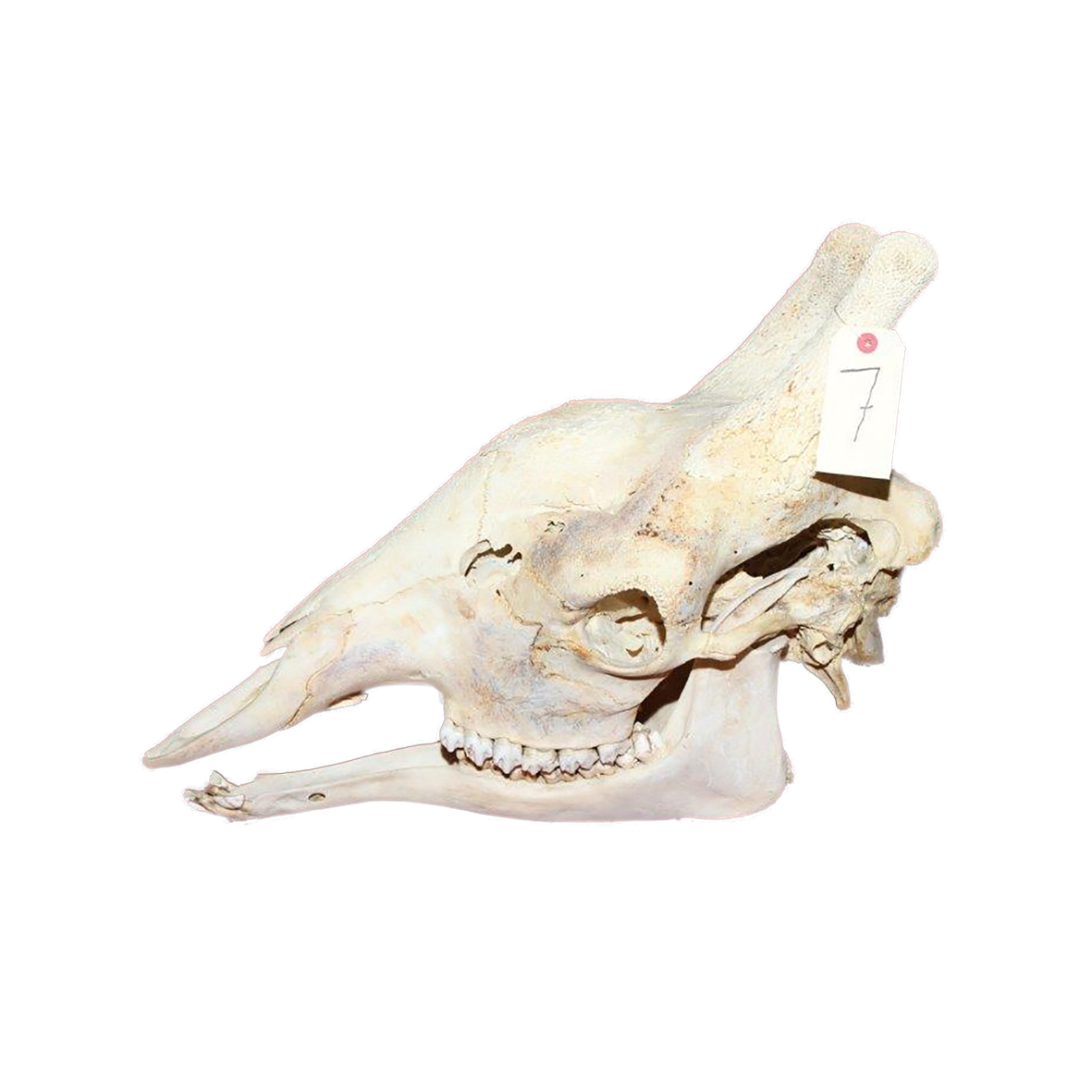 GIRAFFE SKULL GSX7 - Image 3