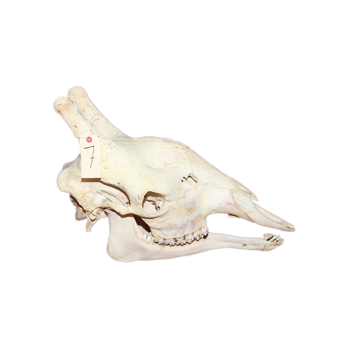 GIRAFFE SKULL GSX7 - Image 4