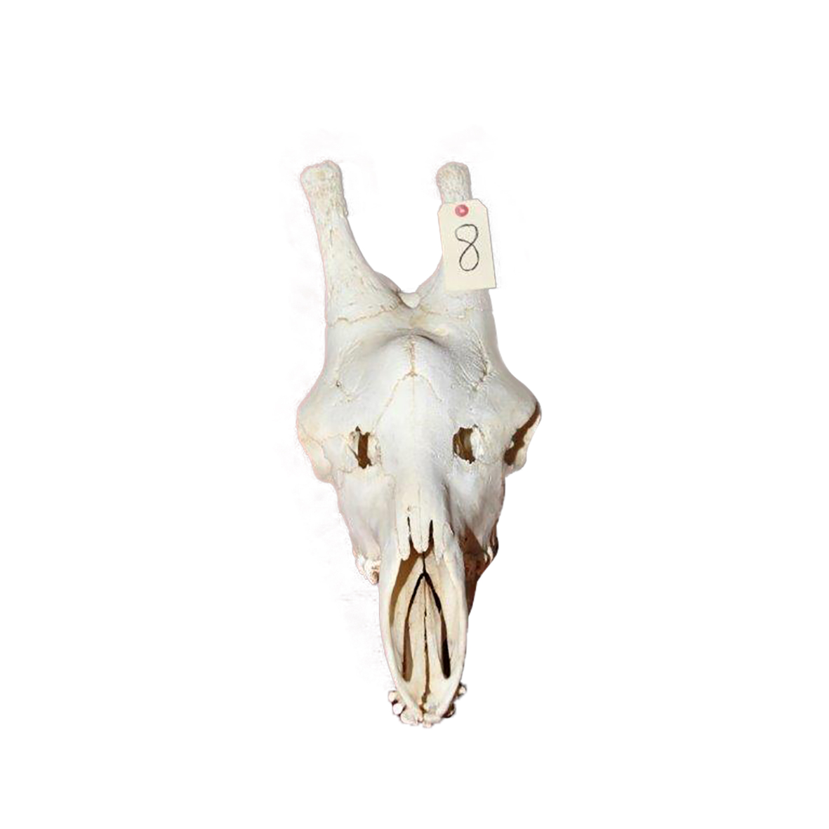 GIRAFFE SKULL GSX8 - Image 2