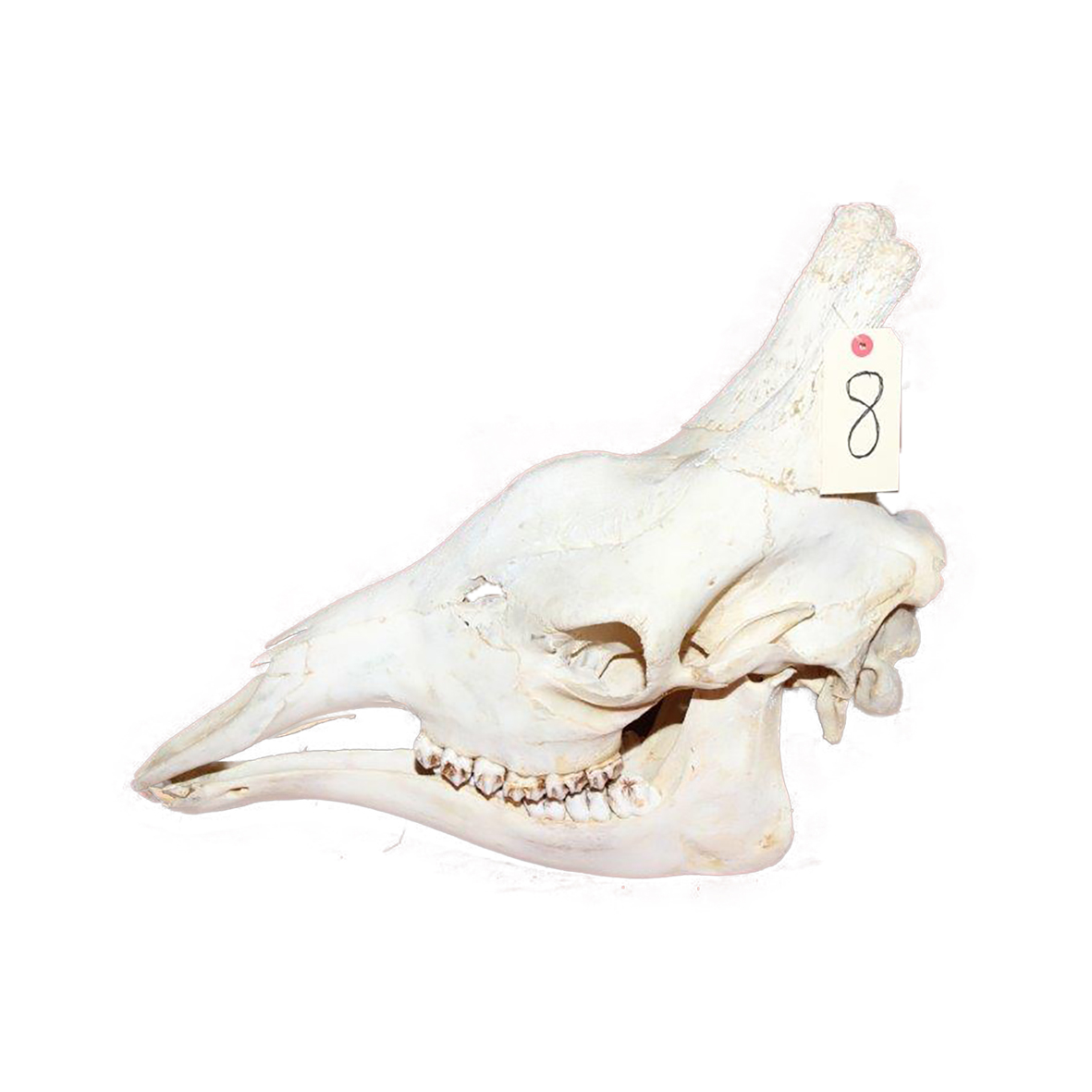 GIRAFFE SKULL GSX8 - Image 3