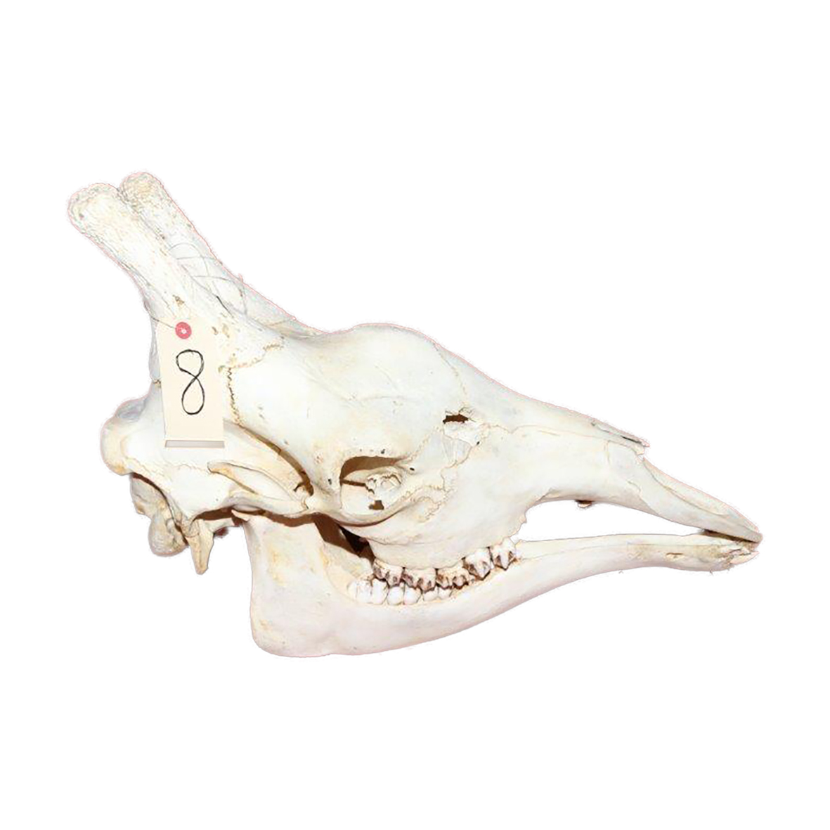 GIRAFFE SKULL GSX8
