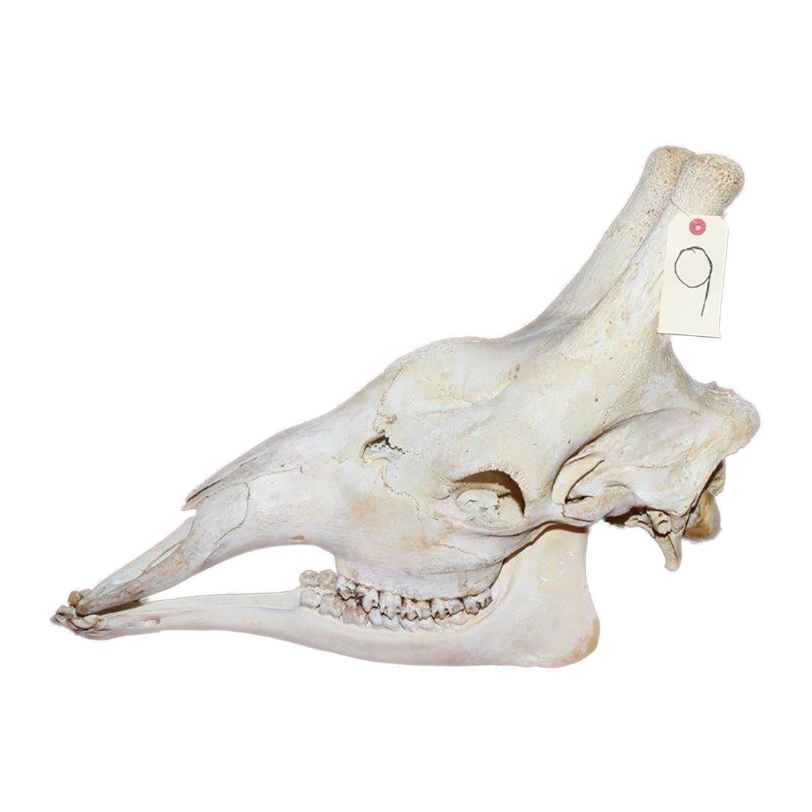 GIRAFFE SKULL GSX9 - Image 2