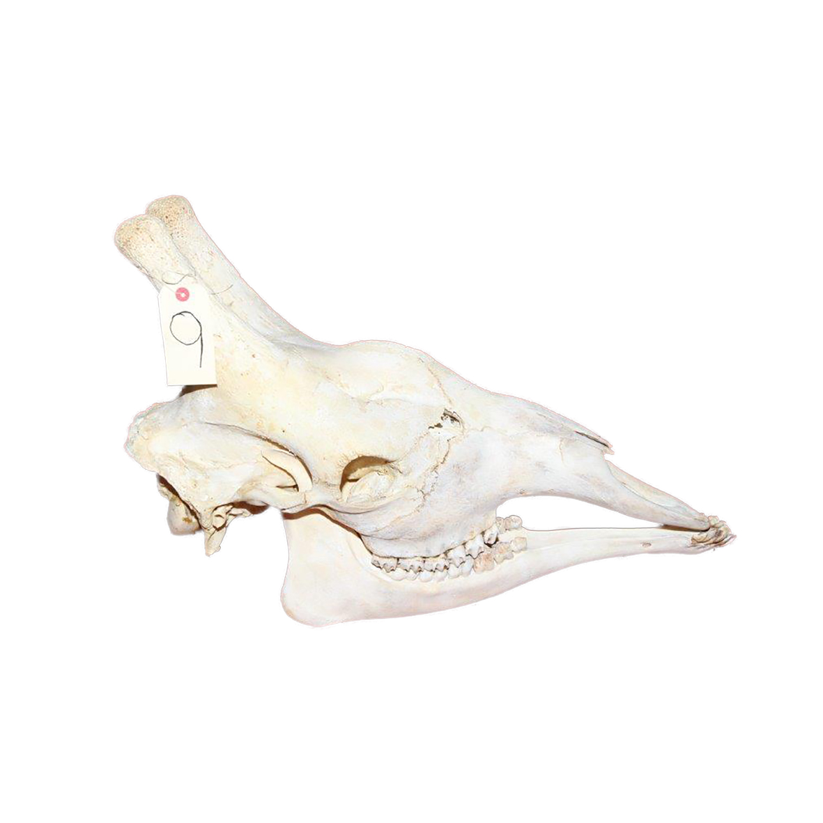 GIRAFFE SKULL GSX9 - Image 3