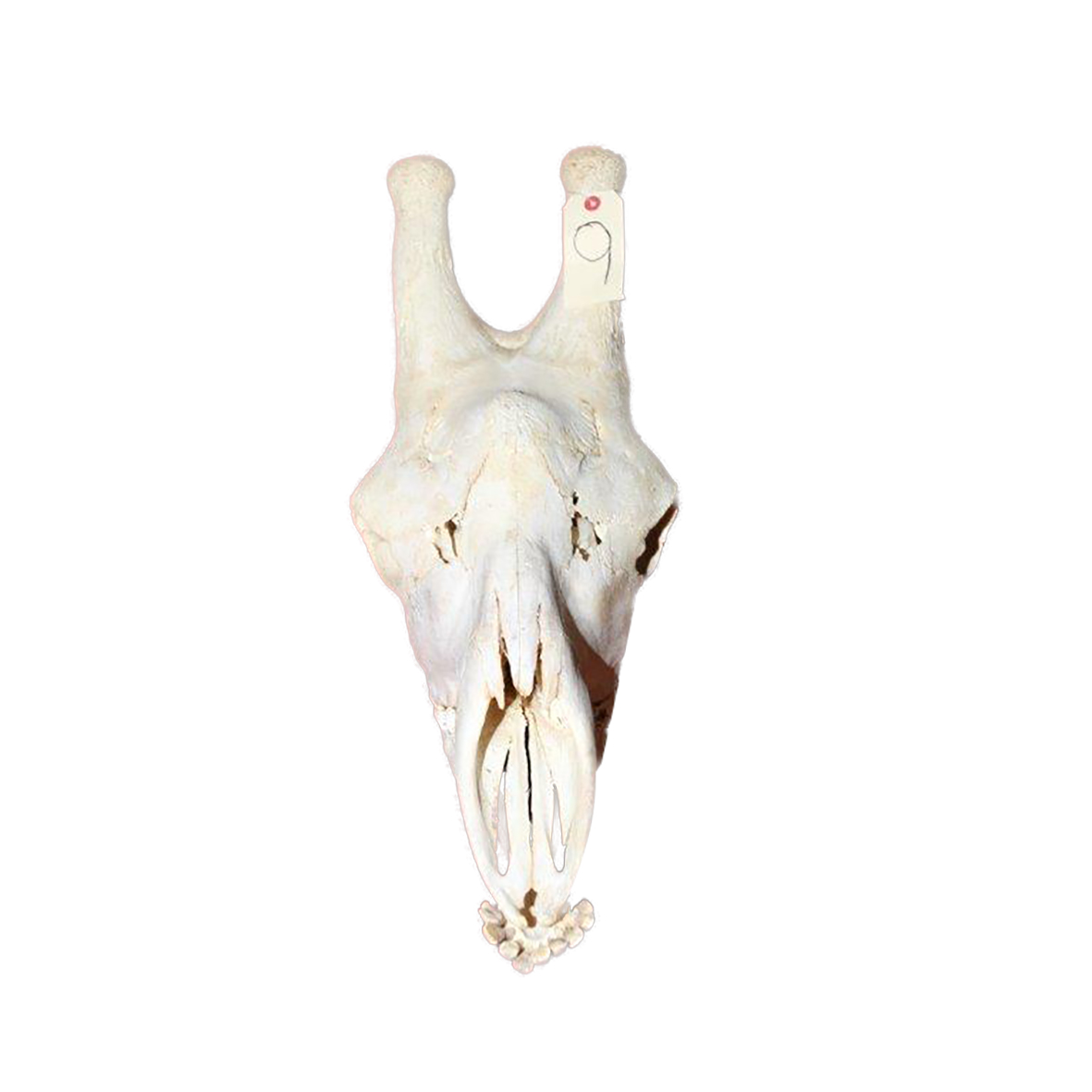 GIRAFFE SKULL GSX9 - Image 4