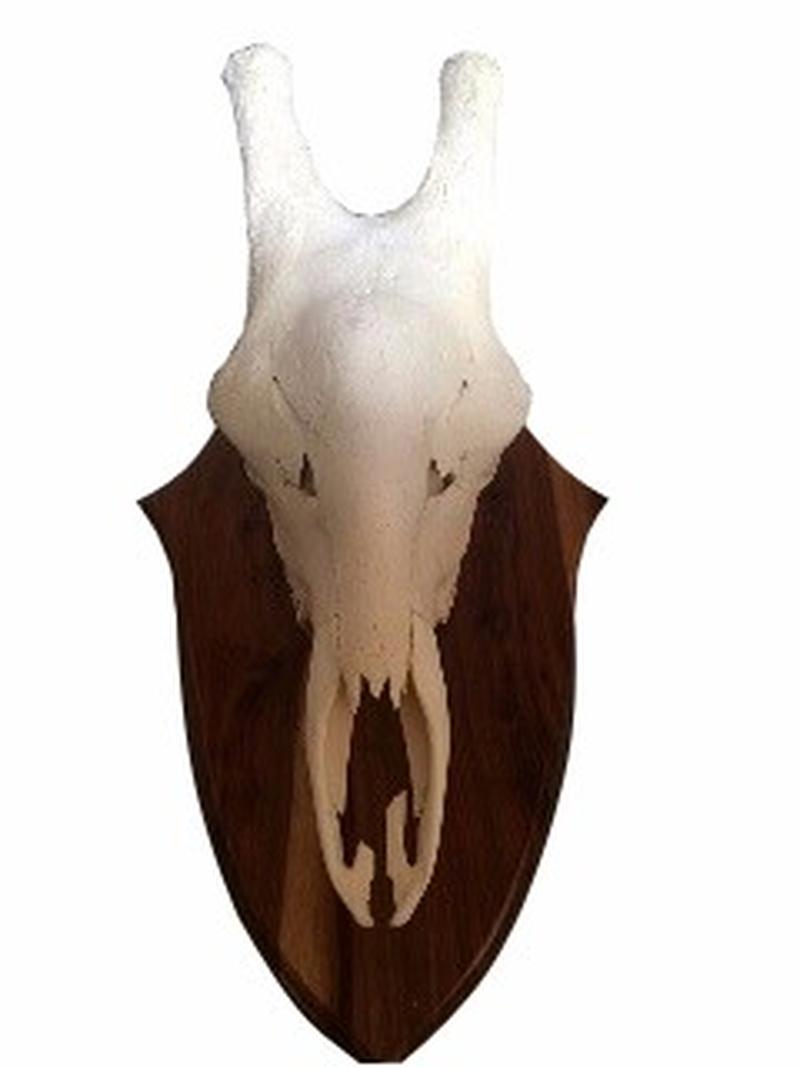 Giraffe Skull Mount GSM01 - Image 2