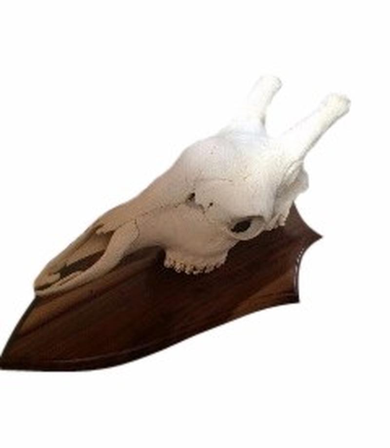 Giraffe Skull Mount GSM01 - Image 3