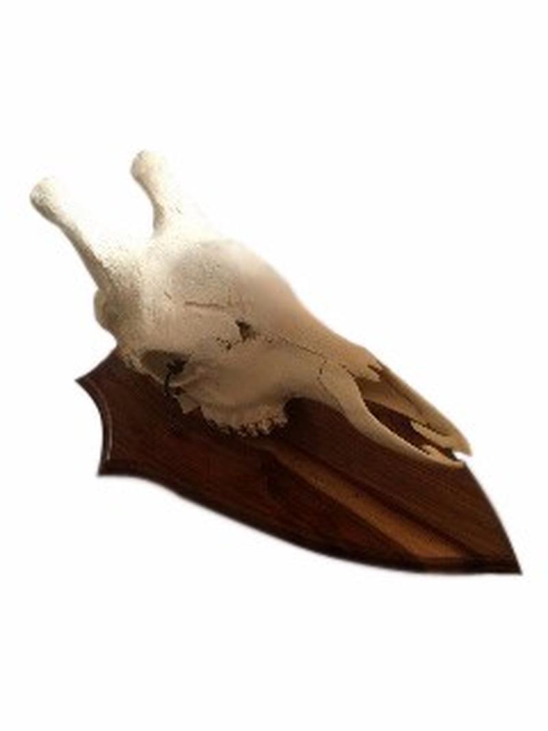 Giraffe Skull Mount GSM01 - Image 4