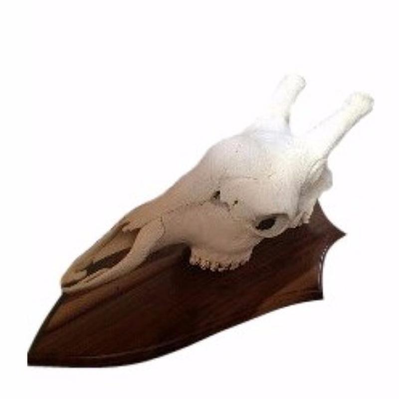 Giraffe Skull Mount GSM01