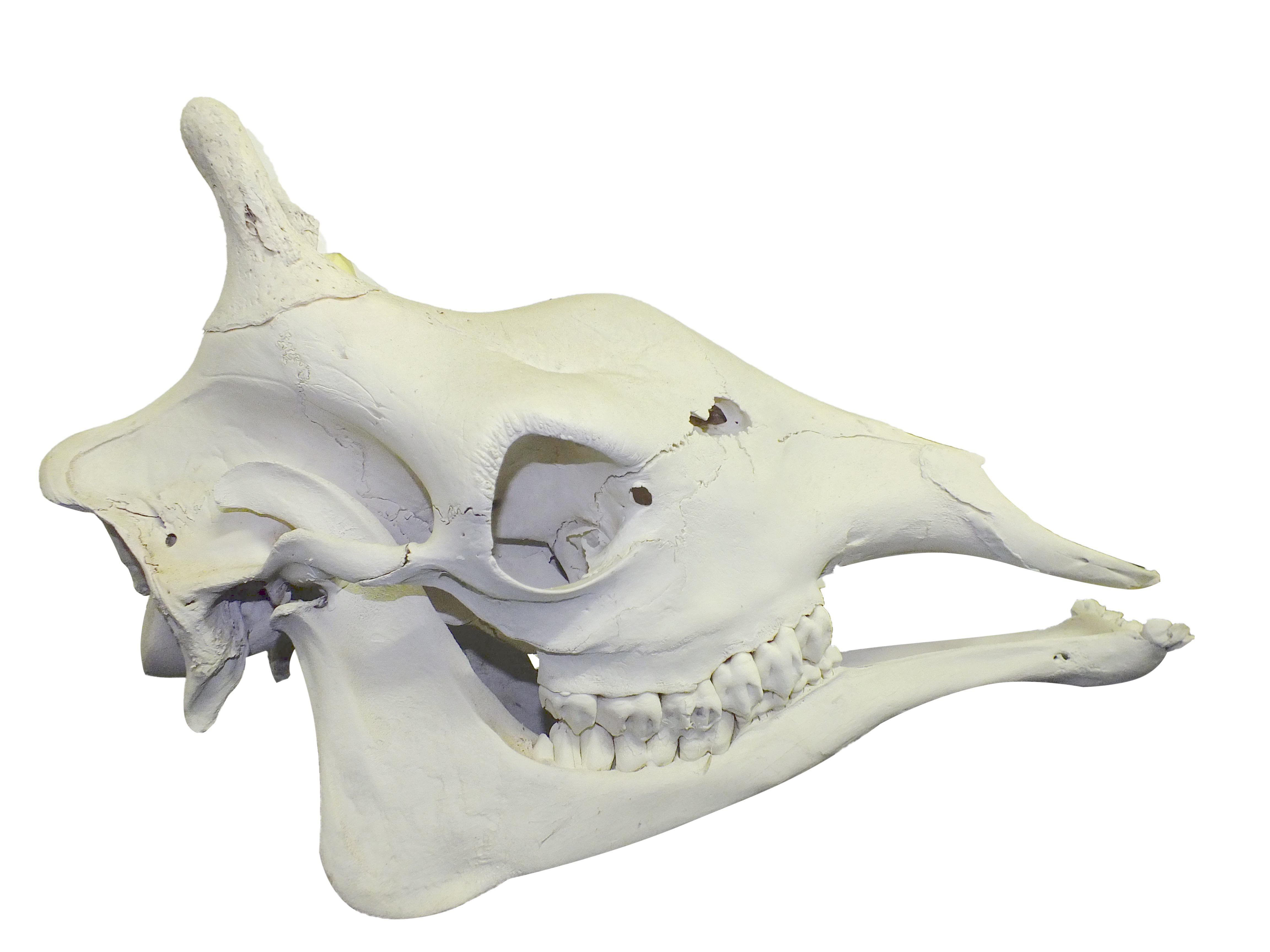 Giraffe Skull Mount GSM02B - Image 3