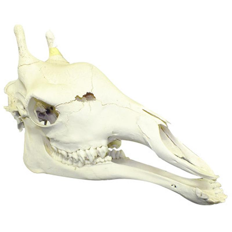 Giraffe Skull Mount GSM02B - Image 4