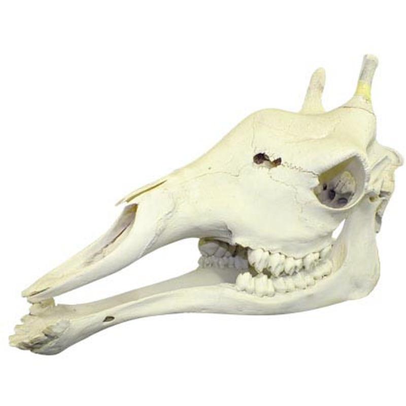 Giraffe Skull Mount GSM02B - Image 5