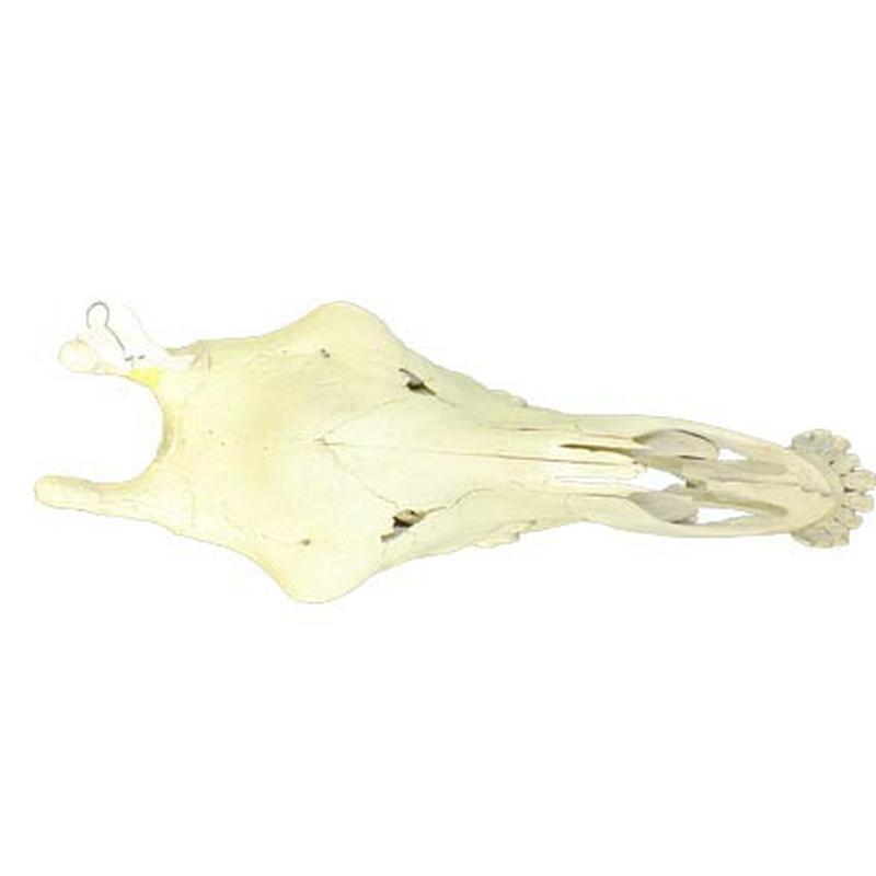 Giraffe Skull Mount GSM02B - Image 6