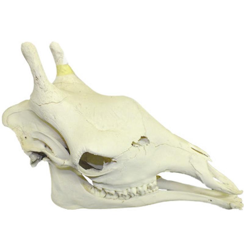 Giraffe Skull Mount GSM02B