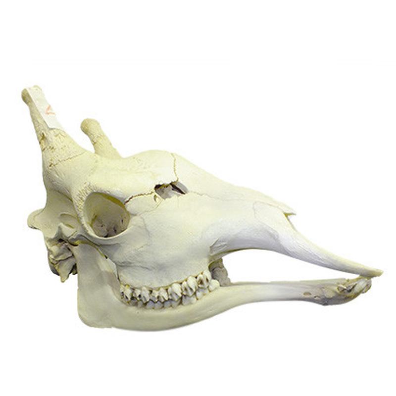 Giraffe Skull Mount GSM04B - Image 2