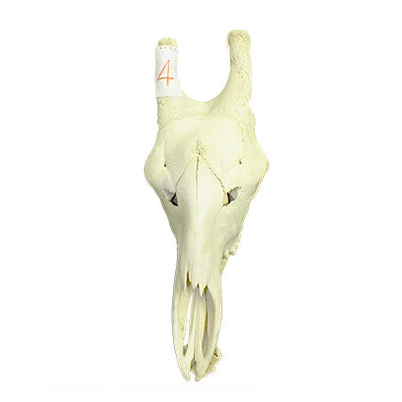 Giraffe Skull Mount GSM04B - Image 3