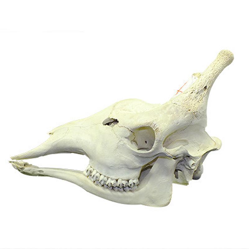 Giraffe Skull Mount GSM04B - Image 5