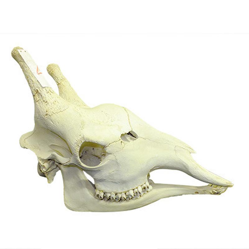 Giraffe Skull Mount GSM04B