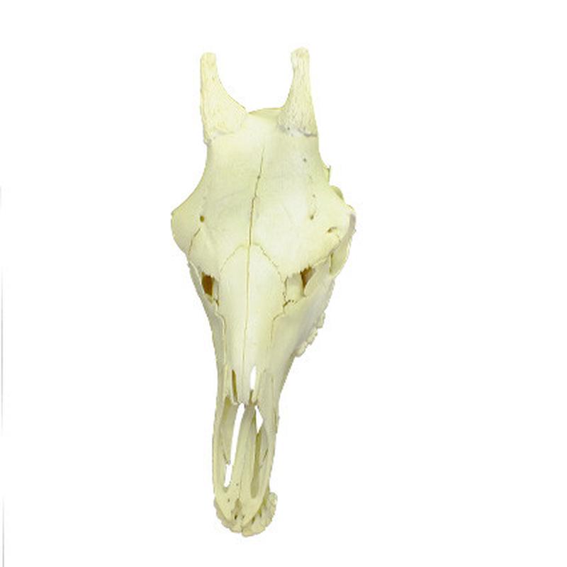 Giraffe Skull Mount GSM08B - Image 3