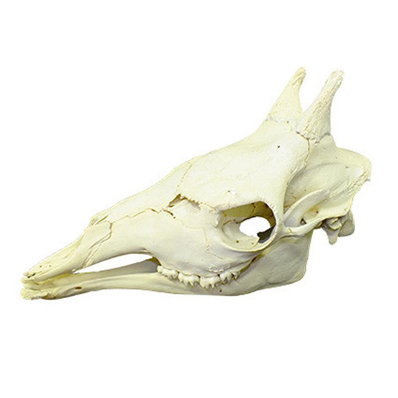 Giraffe Skull Mount GSM08B - Image 4