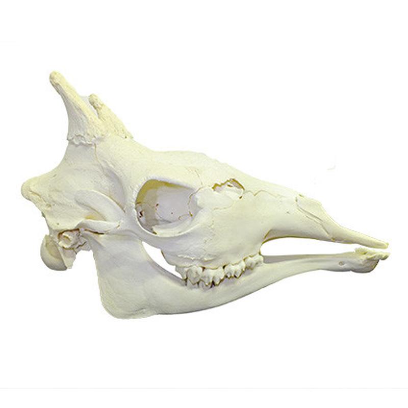 Giraffe Skull Mount GSM08B