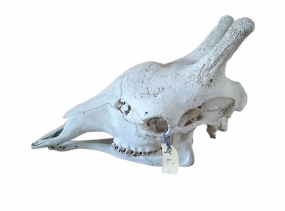 Giraffe Skull - W01 - Image 3