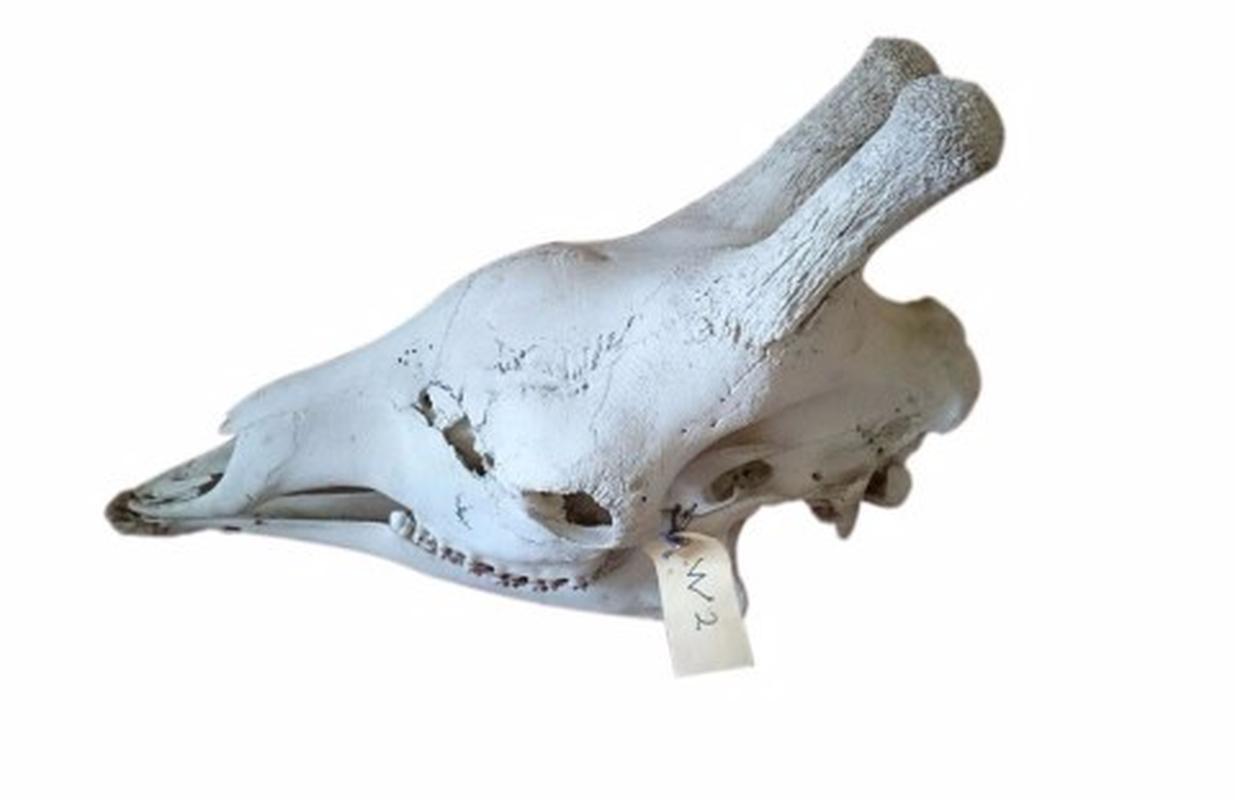 Giraffe Skull - W02 - Image 2
