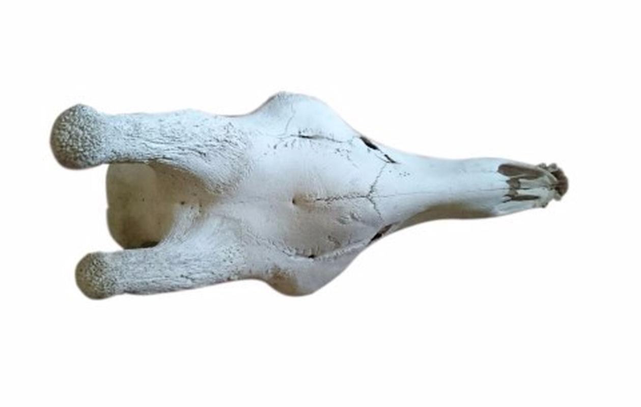 Giraffe Skull - W02 - Image 3