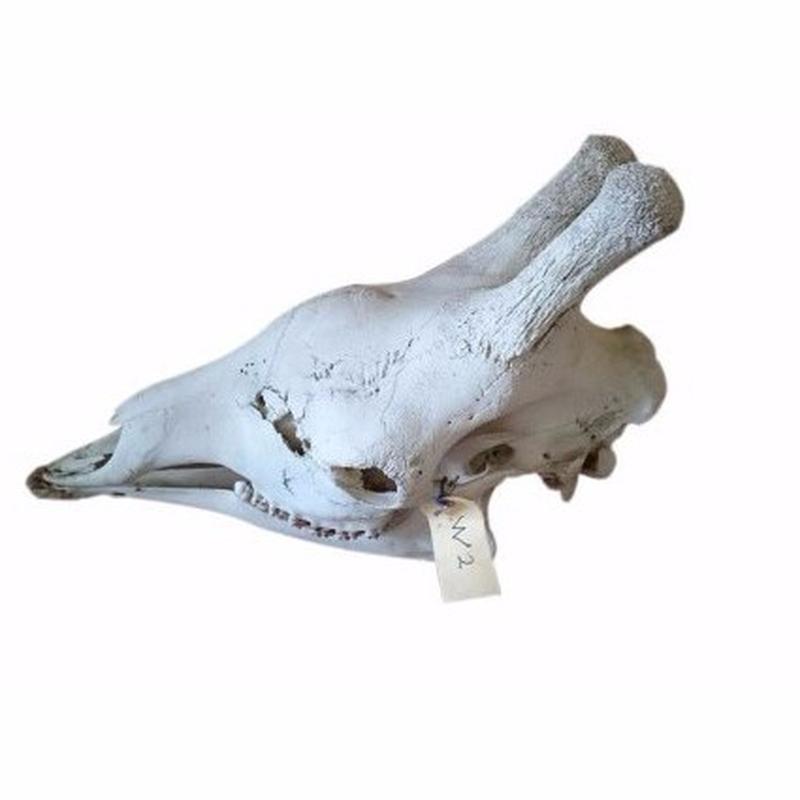 Giraffe Skull - W02