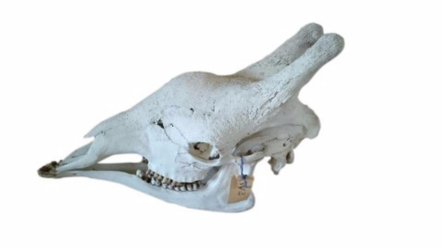 Giraffe Skull - W03 - Image 2