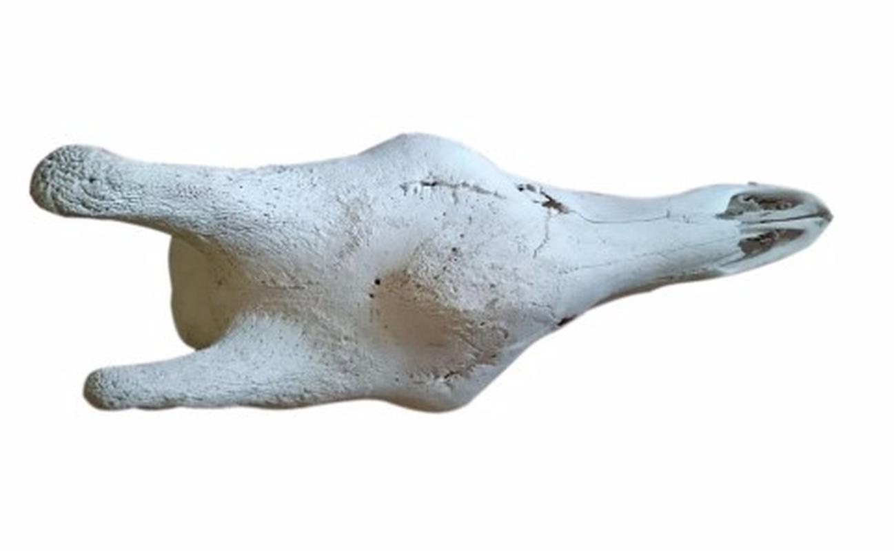 Giraffe Skull - W03 - Image 3