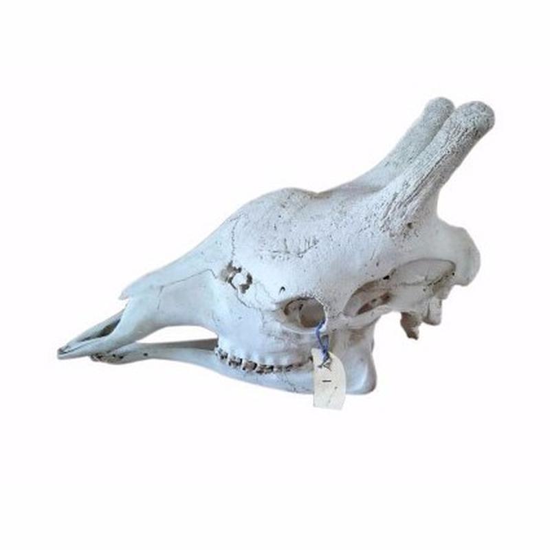 Giraffe Skull - W03