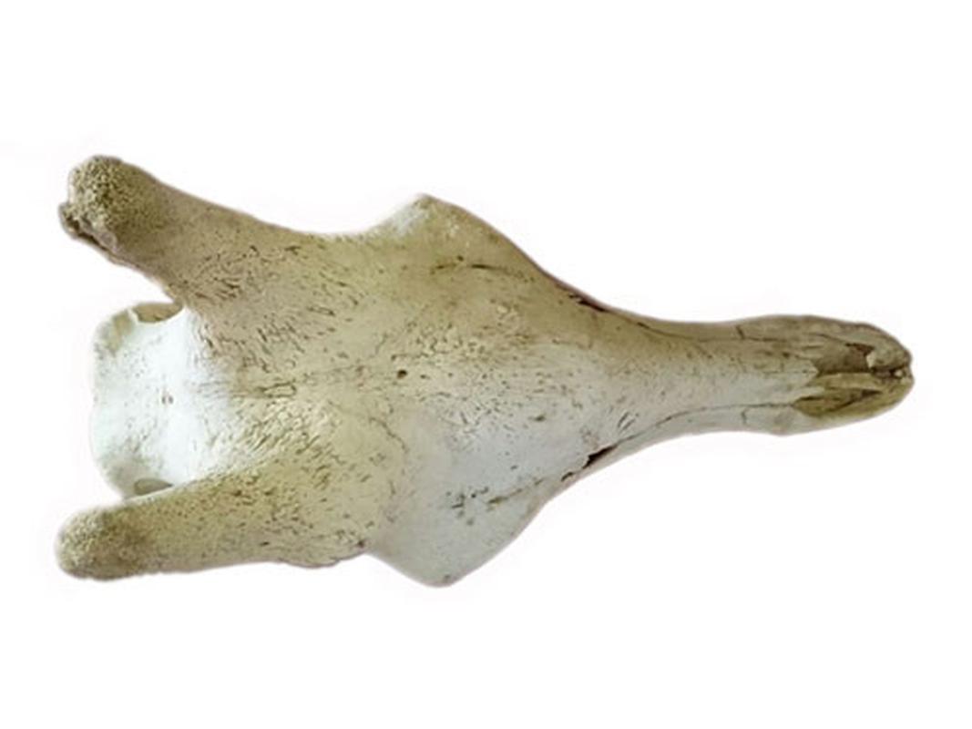 Giraffe Skull - ZT - Image 2
