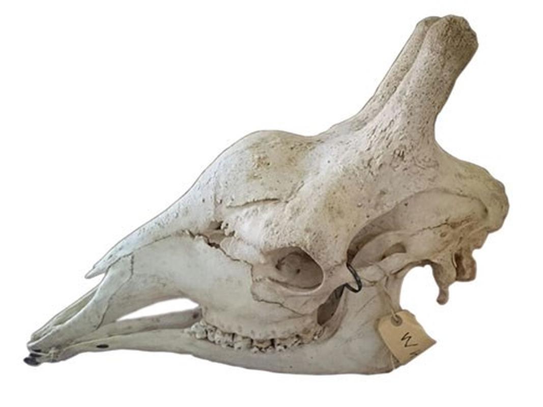 Giraffe Skull - ZT - Image 3
