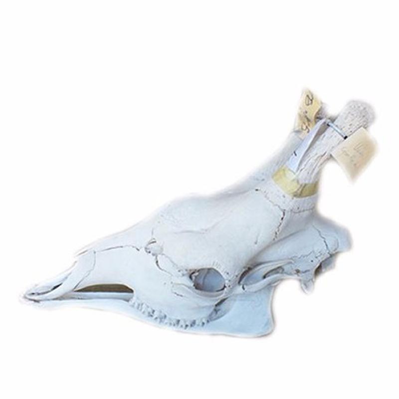 Giraffe Skull - ZT