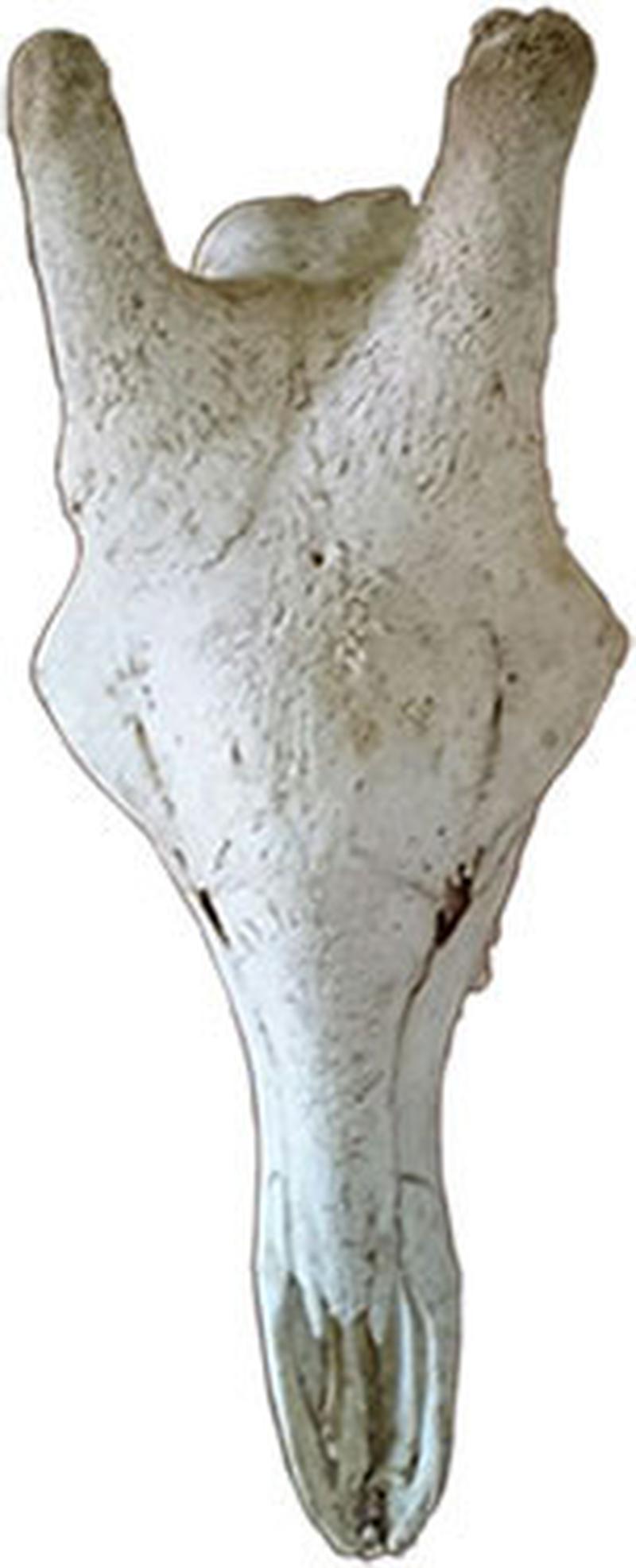 Giraffe Skull - ZT - Image 4