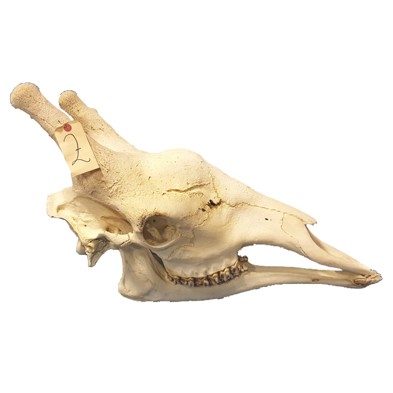 Giraffe Skull - GS99