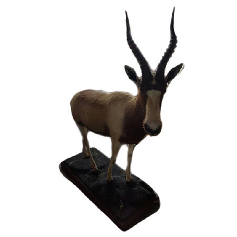Golden Blesbok Full Mount GBF1 - Image 2