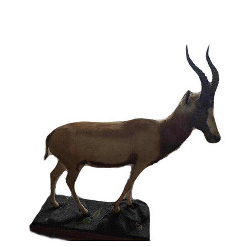 Golden Blesbok Full Mount GBF1 - Image 3