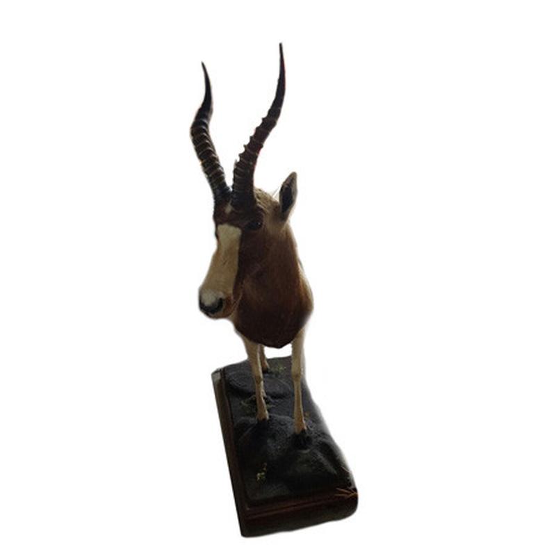 Golden Blesbok Full Mount GBF1 - Image 4